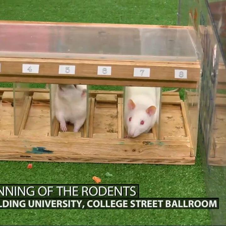 Keith Kaiser recaps the events leading up to the Running of the Rodents